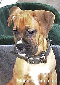 Close Up - A fawn Boxer puppy is sitting in a green dog bed