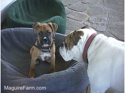 A White Bulldog with a brown spot is looking at a Tan Boxer Puppy who is sitting in a dog bed