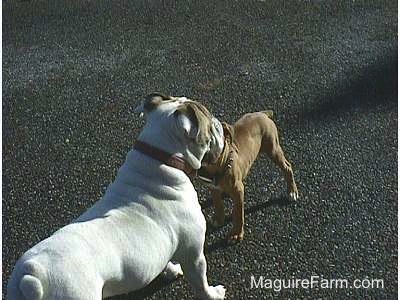A fawn Boxer puppy and a Bulldog are standing face to face on a black top