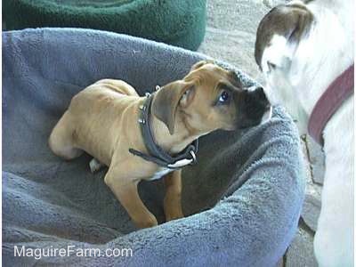 A tan Boxer puppy is laying outside in a dog bed and sniffing the face of a white with brown brindle bulldog