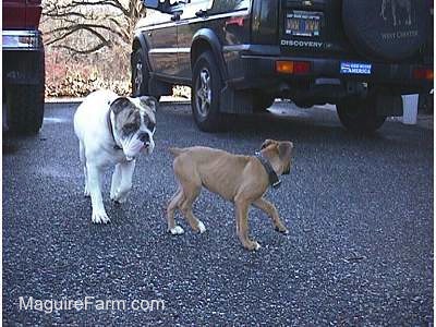 A white with brown brindle Bulldog is following fawn Boxer puppy on a black top. There are two cars in the background, a green Discovery II and a red Toyota 4Runner