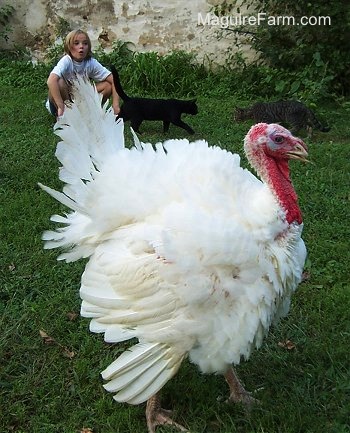 A Fluffy Male Turkey is facing the right. There is a black cat and a grey tiger cat walking towards each other and a girl with blonde hair kneeling in front of a stone wall behind it
