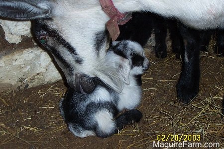 Close Up - A black and white goat is licking her baby who is laying down.