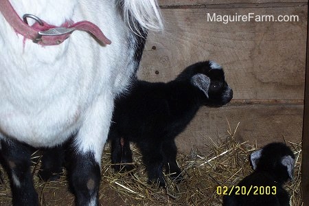 A black kid goat is walking under its white with black mother. There is another black baby laying down in hay