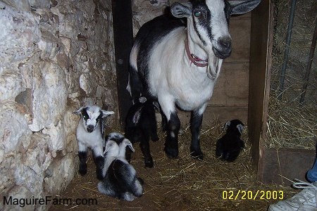 A white and black goat are in a springhouse with four kid goats. There is a persons shoe in the front corner