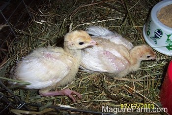 Close up - Two baby turkeys in hay and moving towards a white feed bowl and a red water dish