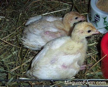 Close Up - Two baby turkeys sitting in hay in front of a white bowl with feed and a red water dish