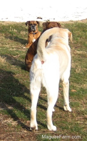 A fawn Boxer dog is laying in a yard. A brown brindle Boxer dog is sitting in front of her. There is a yellow Labrador Retriever standing in front of then.