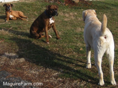 A brown brindle Boxer dog and the yellow Labrador are face to face. A fawn Boxer dog is laying in the grass in the background