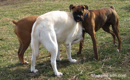 The fawn Boxer is on one side of the yellow Labrador. The brown brindle Boxer dog has his head resting on the yellow Labrador's back