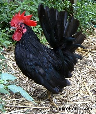 A black Rooster is standing in hay outside with a lot of red on its head