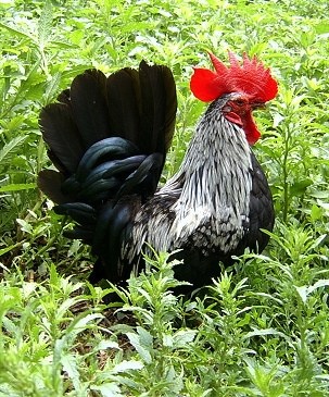 A Black with White Rooster is standing in green weeds and looking forward