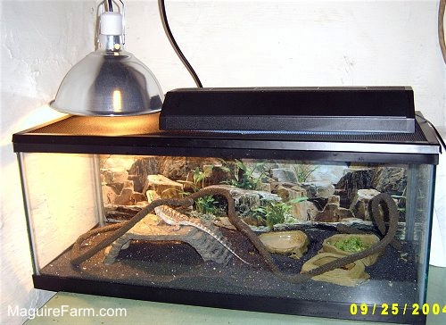 A glass aquarium tank with a bearded dragon lizard inside. There is a heat lamp on the left side, a large stick extending throughout, rock pools and a rock structure in it.
