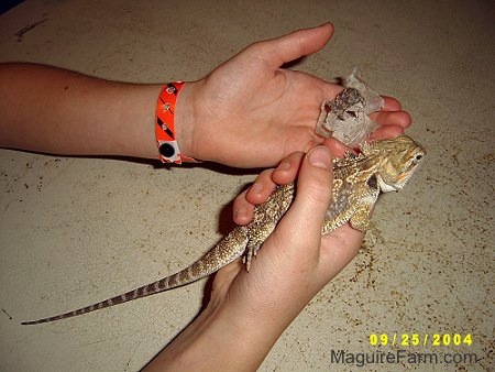 Two human hands - Left hand has bearded dragon's shedded skin in it and the right hand has the lizard in it
