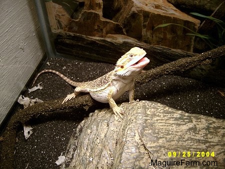the bearded dragon lizard is standing partially on a rock bridge structure in a glass tank with black sand in it. Its mouth is open