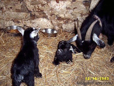 A black mom goat with her two black kid goats inside of a barn stall that has a stone wall. There are two feed bowls inside of the stall.
