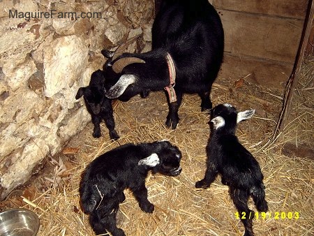 A black mother nanny goat with her three black kids inside of a barn stall lined with hay next to a white stone wall.