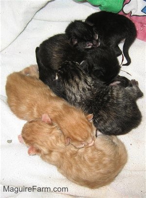 a litter of 5 kittens, two are orange and three are black