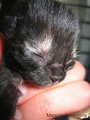 Close up - the face of a newborn black kitten in a person's hand