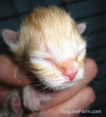 Close up - the face of a newborn medium-haired orange tiger kitten in a person's hand