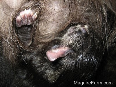 Close up - A newborn kitten nursing from its mother