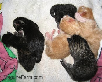 A litter of newborn kittens laying on top of a Barney the Purple Dinosaur blanket.