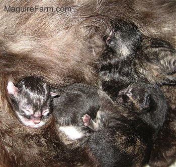 A litter of newborn kitten nursning