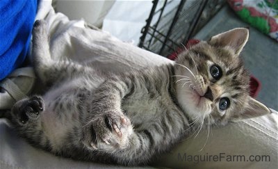 A little gray tiger kitten laying belly-up on the lap of a person in khaki pants.