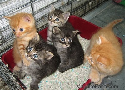 A litter of 5 kittens, three gray tigers and two orange tigers are in a little red litter box full of cat litter inside of a dog crate. One orange cat is starting to get out of the box.