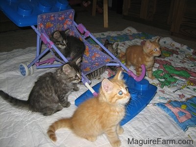 A litter of 5 kittens on top of blankets that are spread on top of a tan carpeted floor. One is climbing on top of a doll baby stroller and there are blue Lego container lids piled on and under the stroller.