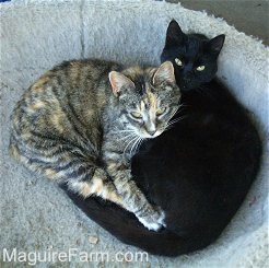 A calico cat with its front paws wrapped around a black cat in a dog bed.