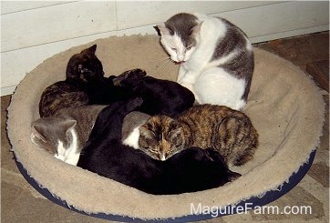 Six cats on a dog bed on a stone porch in front of a white farm house.