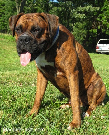 A brown brindle Boxer dog with A White Spot is sitting in a field with his mouth open and tongue out. His head is down a slightly. There is a white vehicle in the background