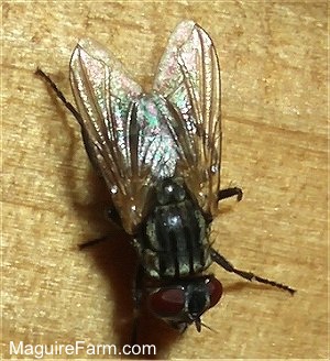 close up of a black house fly