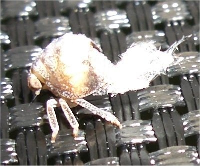 close up of a jumping bug on a trampoline