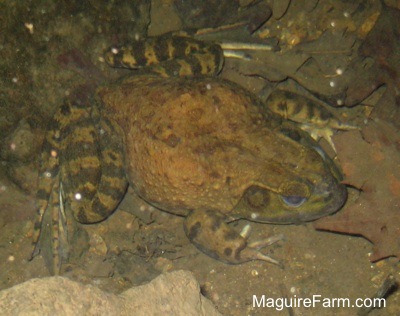 A bullfrog is laying under water in the springhouse