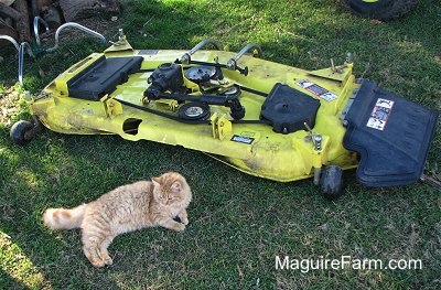 Mower in the grass with an orange cat named Sandy laying next to it.