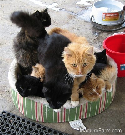 7 cats all piled in a green and tan striped dog bed on a stone porch with a red bucket and a gray heated water bowl behind them.