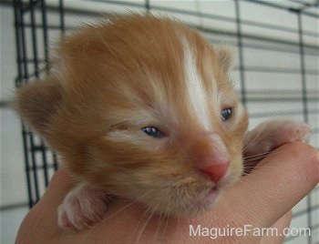 Close up - the face of an orange kitten with a white stripe down its nose that just opened its eyes in the hand of a person.
