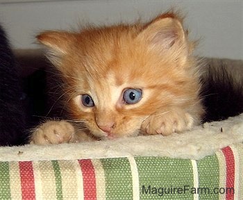 A little orange kitten with bright blue eyes peeking over the top of a green, red and tan striped dog bed.