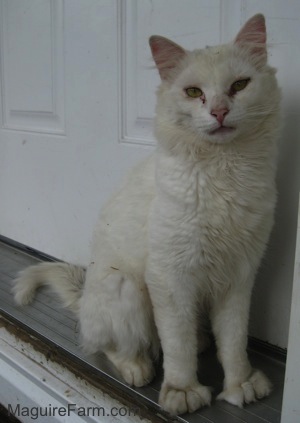 A medium-haired white cat with huge paws that have an extra toe sitting outside on a porch against a white door.
