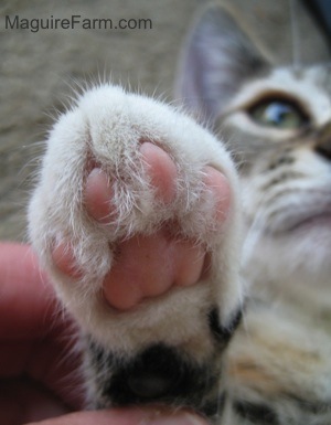 A person's fingers holding up the paw of a normal kitten showing the underside. Part of the kittens face is in the background.