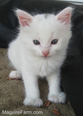 A white kitten with a single spot of gray on its head sitting on a brown dog bed.
