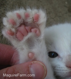The underside of a paw on a white kitten with part of the kittens face in the background. There is a hand holding the paw.