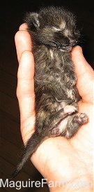 A tiny black kitten is being held in a hand