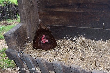 A hen is laying in some Hay
