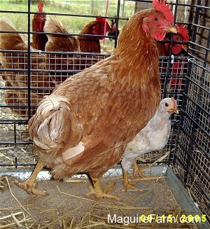 A red hen is next to a chick at the corner of a pen. There are other hens on the other side of a pen