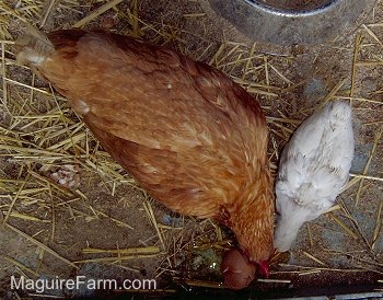 Veiw from the top looking down - A Red hen is next to a chick. They are looking down at and eating a cracked egg