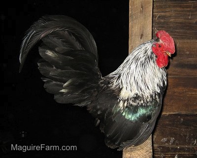 A Black with white and breen tinted Rooster is perched onto a wooden ledge inside of a chicken coop