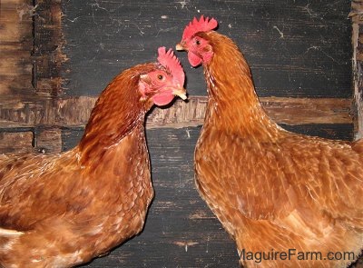 Two rust colored Road Island Red chickens are standing in front of a wooden wall. They are face to face